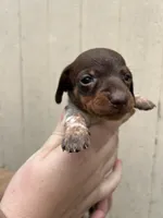 Boy, a male Miniature Dachshund for sale in Spicer, MN – 2 of 4