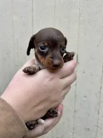 Boy, a male Miniature Dachshund for sale in Spicer, MN – 3 of 4