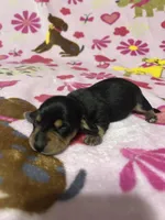 Bo, a male Miniature Dachshund for sale in Spicer, MN – Photo 2 of 2