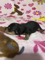 Bo, a male Miniature Dachshund for sale in Spicer, MN – Photo 1 of 2