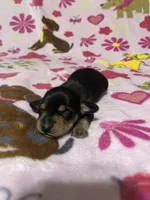 Blue, a male Miniature Dachshund for sale in Spicer, MN – Photo 1 of 2