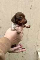 Girl, a female Miniature Dachshund for sale in Spicer, MN – 4 of 4