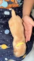 Light green , a male Golden Retriever for sale in Omaha, NE – 2 of 5
