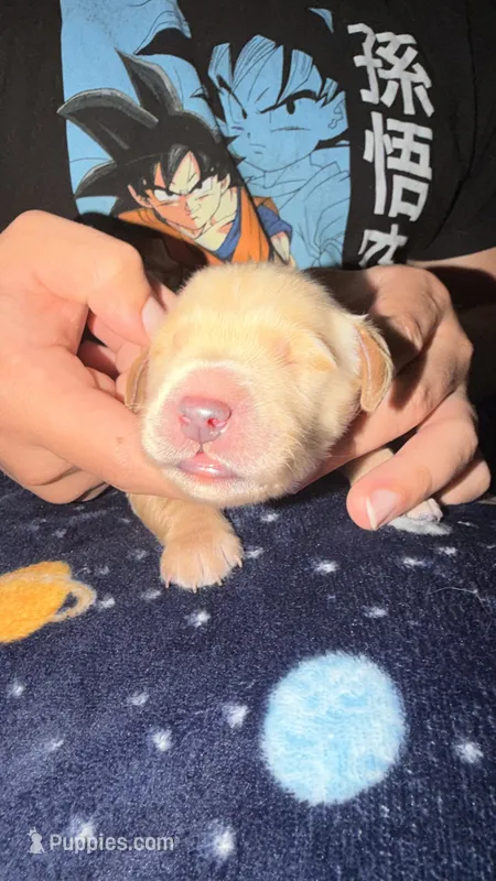 Light green  – Golden Retriever puppy for sale in Omaha, NE