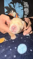 Light green , a male Golden Retriever for sale in Omaha, NE – 1 of 5