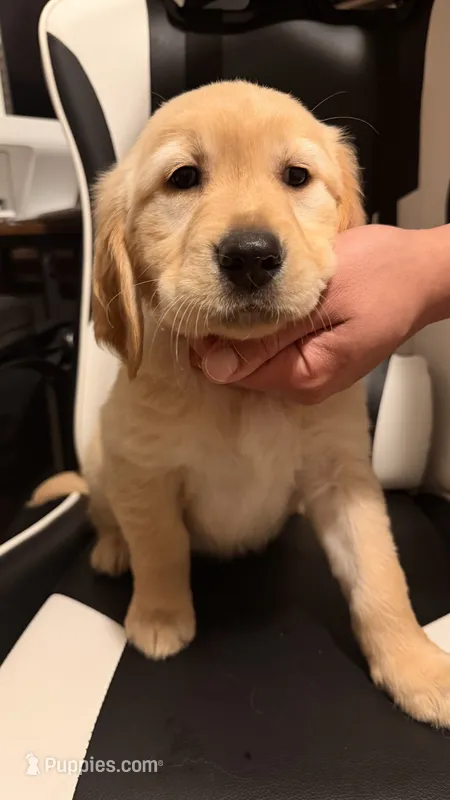 Orange  – Golden Retriever puppy for sale in Omaha, NE