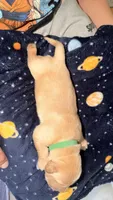 Dark green , a male Golden Retriever for sale in Omaha, NE – 2 of 4