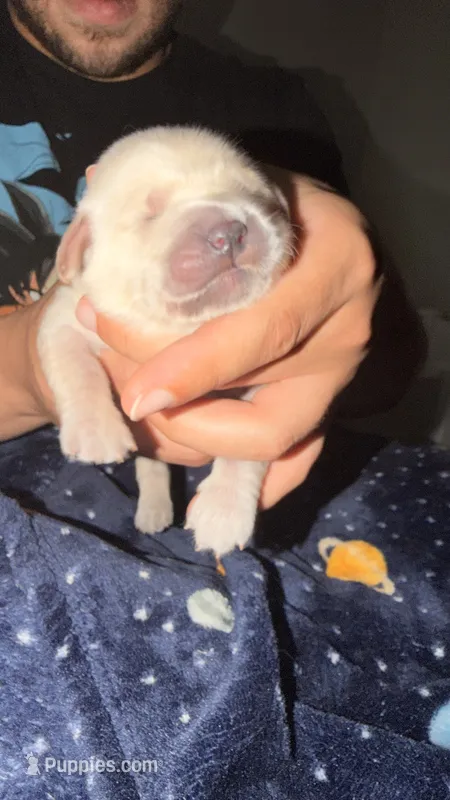 Pink – Golden Retriever puppy for sale in Omaha, NE