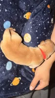 Brock Red, a male Golden Retriever for sale in Omaha, NE – 2 of 5