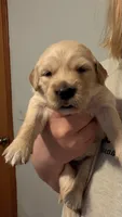 White, a female Golden Retriever for sale in Omaha, NE – 6 of 6