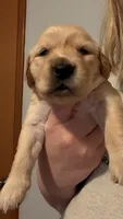 Orange , a female Golden Retriever for sale in Omaha, NE – 6 of 6