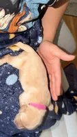 Hot pink , a female Golden Retriever for sale in Omaha, NE – 2 of 4