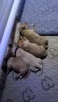Purple, a female Golden Retriever for sale in Omaha, NE – 3 of 4