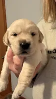 Pink, a female Golden Retriever for sale in Omaha, NE – 6 of 6