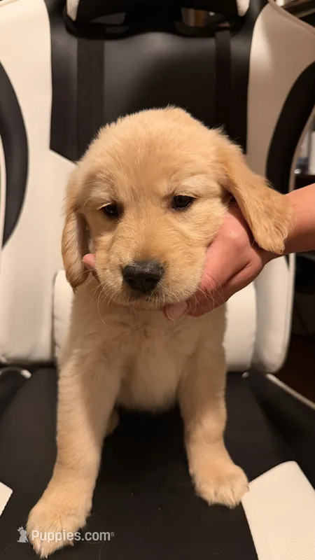 Hot pink  – Golden Retriever puppy for sale in Omaha, NE