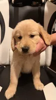 Hot pink , a female Golden Retriever for sale in Omaha, NE – 1 of 6