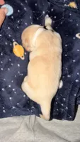 White, a female Golden Retriever for sale in Omaha, NE – 2 of 4