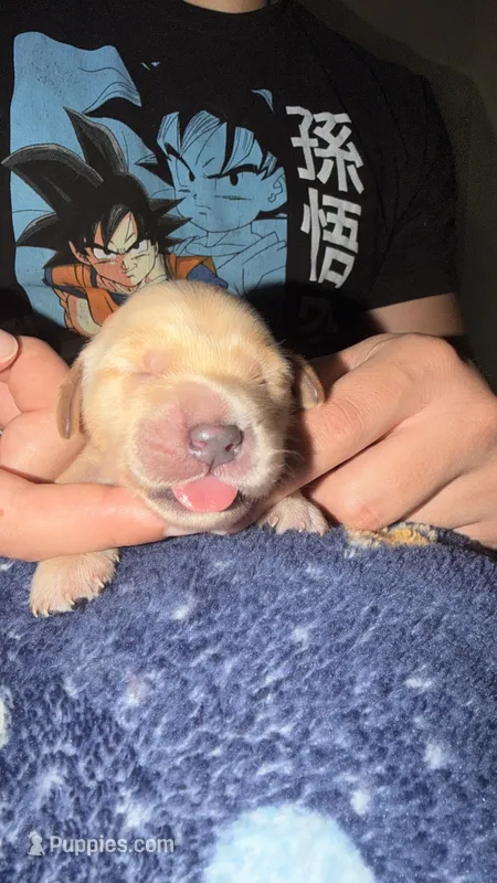 Orange  – Golden Retriever puppy for sale in Omaha, NE