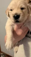 Purple, a female Golden Retriever for sale in Omaha, NE – 6 of 6