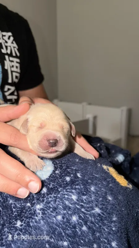 Purple – Golden Retriever puppy for sale in Omaha, NE