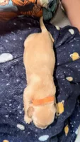 Orange , a female Golden Retriever for sale in Omaha, NE – 2 of 4