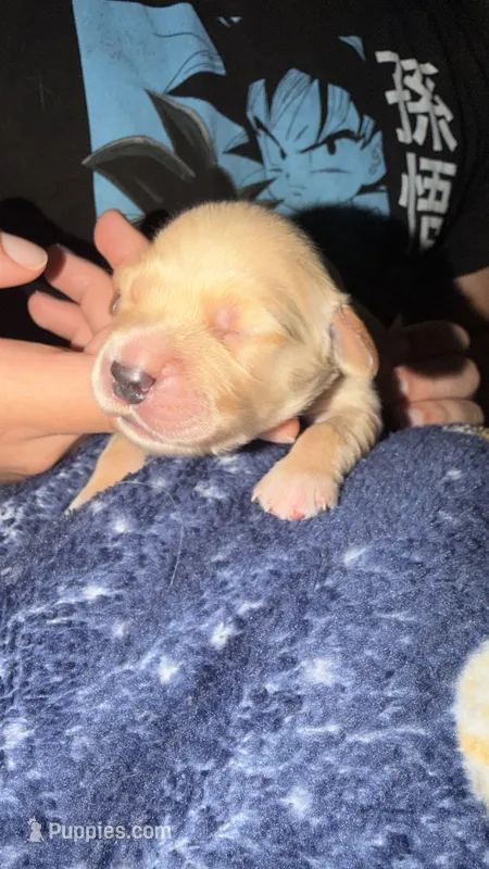 Deep blue  – Golden Retriever puppy for sale in Omaha, NE