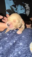 Deep blue , a male Golden Retriever for sale in Omaha, NE – 1 of 5