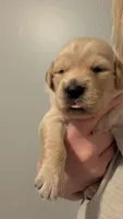 Hot pink , a female Golden Retriever for sale in Omaha, NE – 6 of 6