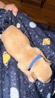 Deep blue , a male Golden Retriever for sale in Omaha, NE – 2 of 5