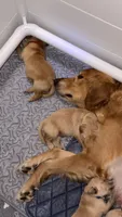 Light green , a male Golden Retriever for sale in Omaha, NE – 4 of 5