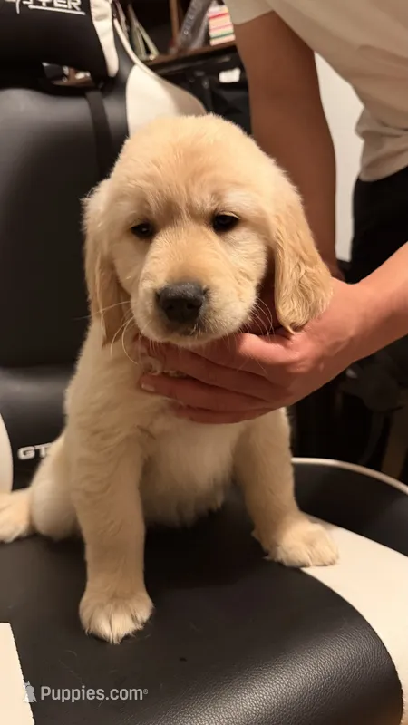 Purple – Golden Retriever puppy for sale in Omaha, NE