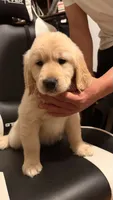Purple, a female Golden Retriever for sale in Omaha, NE – 1 of 6