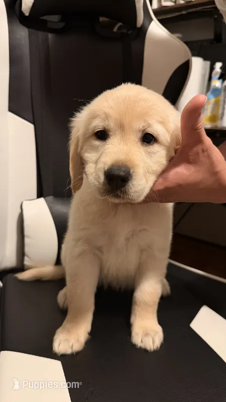 Pink – Golden Retriever puppy for sale in Omaha, NE