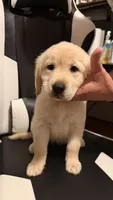Pink, a female Golden Retriever for sale in Omaha, NE – 1 of 6