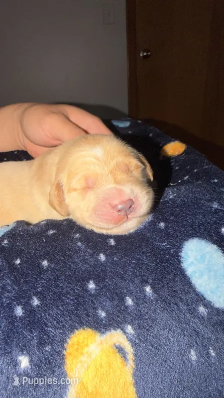 Dark green  – Golden Retriever puppy for sale in Omaha, NE