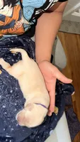 Purple, a female Golden Retriever for sale in Omaha, NE – 2 of 4