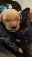 Brock Red, a male Golden Retriever for sale in Omaha, NE – 1 of 5