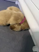 Hot pink , a female Golden Retriever for sale in Omaha, NE – 4 of 4