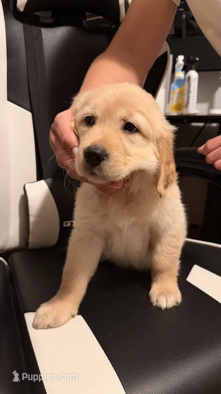 White – Golden Retriever puppy for sale in Omaha, NE