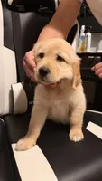 White, a female Golden Retriever for sale in Omaha, NE – 1 of 6