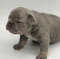 Marsha , a female French Bulldog for sale in Thompsonville, IL – 1 of 5