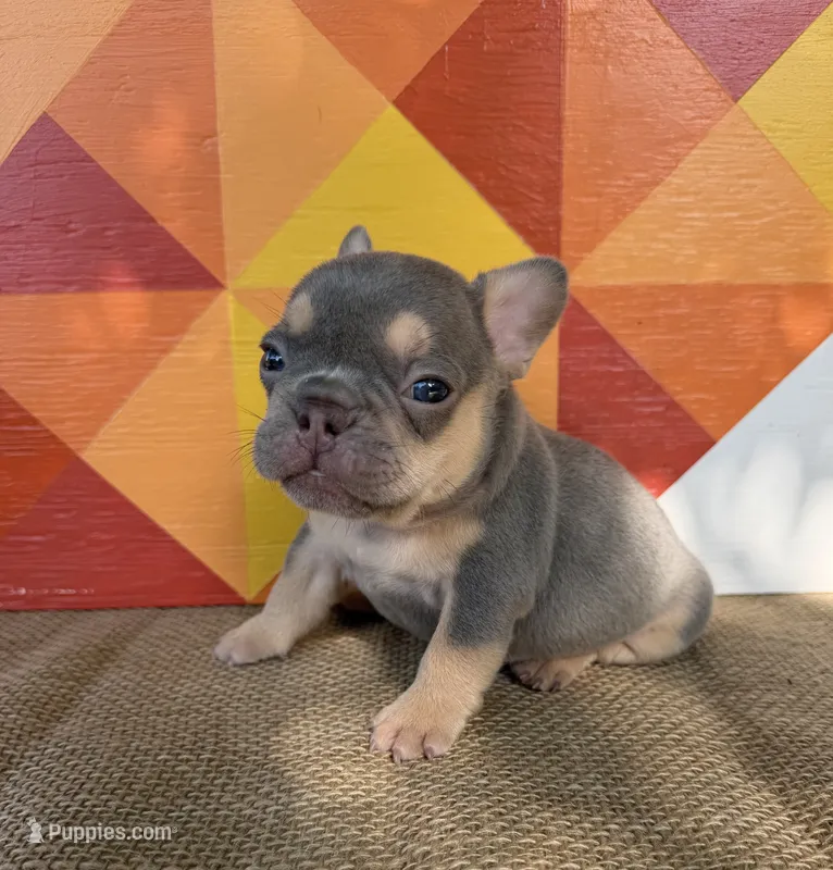 Bobby  – French Bulldog puppy for sale in Thompsonville, IL