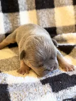 Peter, a male French Bulldog for sale in Thompsonville, IL – 1 of 4