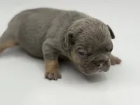 Peter, a male French Bulldog for sale in Thompsonville, IL – 2 of 4