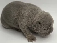 Marsha , a female French Bulldog for sale in Thompsonville, IL – 4 of 5