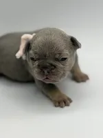 Cindy, a female French Bulldog for sale in Thompsonville, IL – 4 of 5