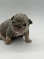Jan, a female French Bulldog for sale in Thompsonville, IL – 3 of 5