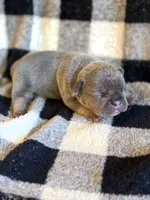 Greg, a male French Bulldog for sale in Thompsonville, IL – 1 of 4