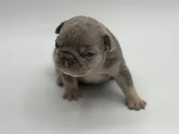 Jan, a female French Bulldog for sale in Thompsonville, IL – 2 of 5