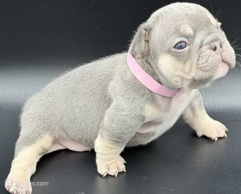 Jan – French Bulldog puppy for sale in Thompsonville, IL